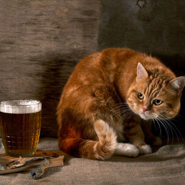 can-cats-drink-beer-01.jpg