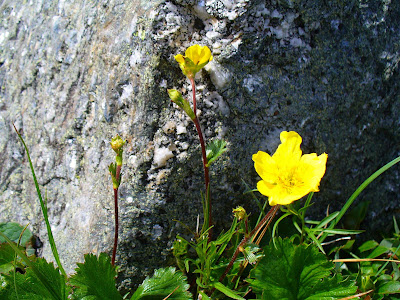 Mountain%20Avens%20in%20Alpine%20Garden.JPG