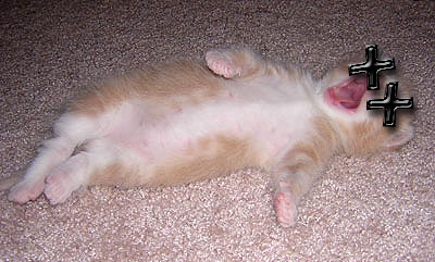 dead-kitten_02.jpg