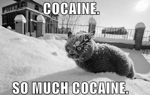 cocaine-cat1.jpg