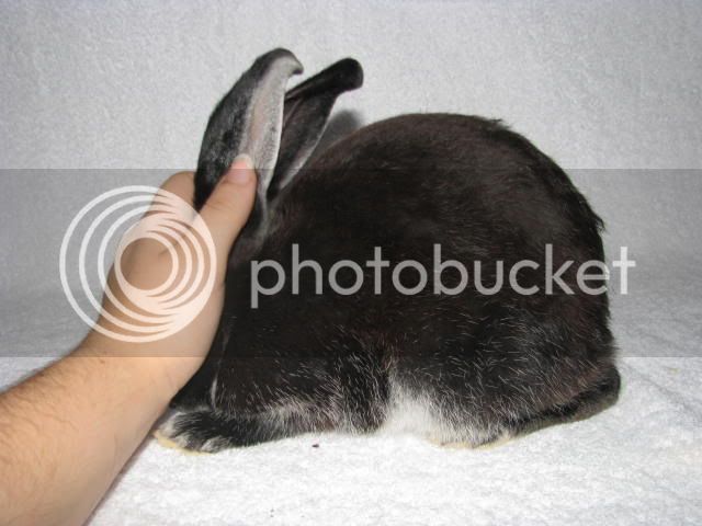 Rabbits733.jpg