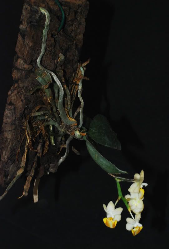 PhalaenopsislobbiivarvietnamensePflanze2011c.jpg