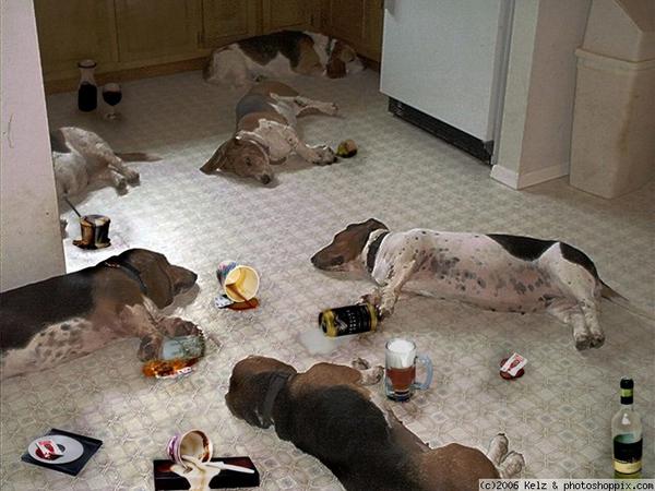 Most+Funny+Drunk+Animals+%252812%2529.jpg