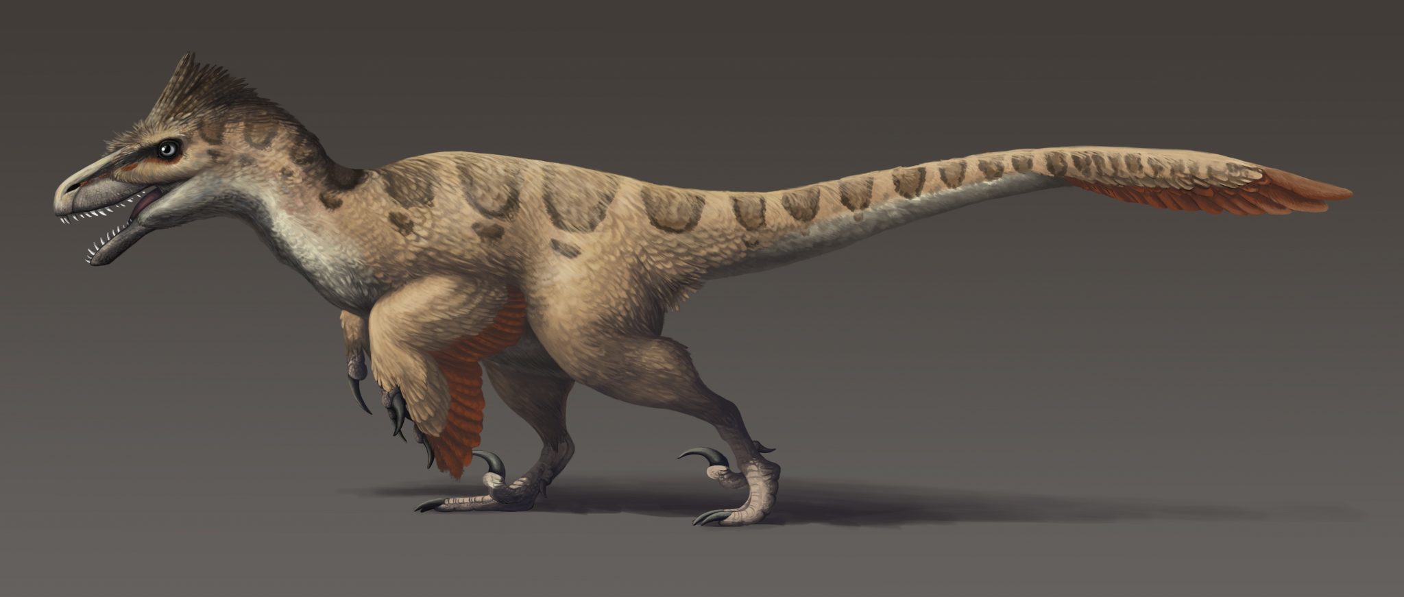 Utahraptor.jpg