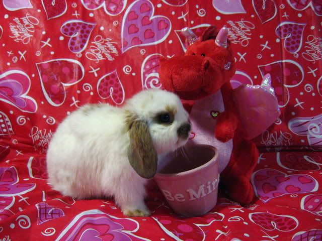 ValentineBunnies006.jpg