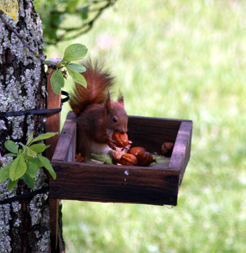 Red-squirrel-France.jpg