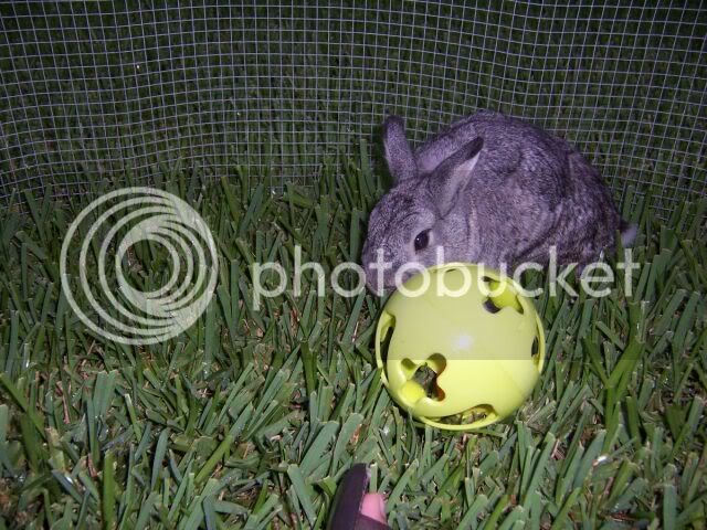 rabbitsJuly-2005023small.jpg