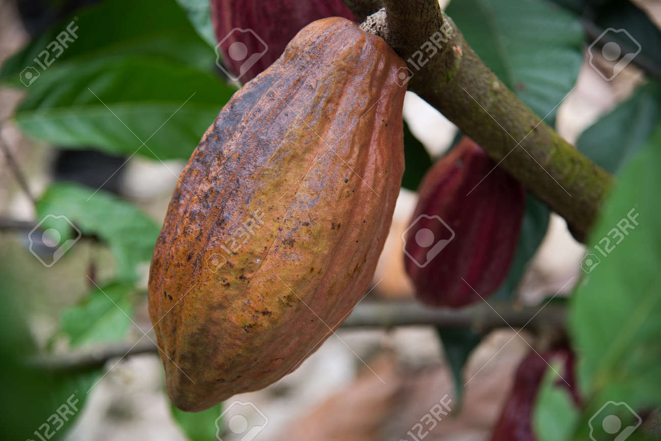 23864802-Cocoa-tree-with-pod-Stock-Photo-cocoa.jpg