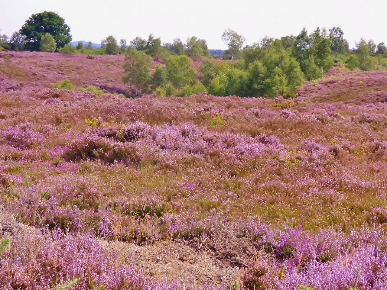 Heather-in-bloom-on-Thursley-Common.-4-1280x960.jpg