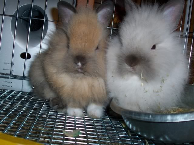 bunnies132.jpg