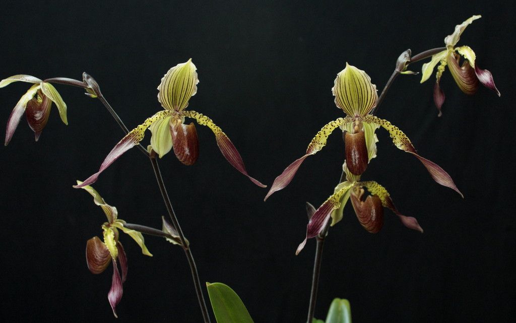 Paph%20Julius1_zpsyw3chsgy.jpg