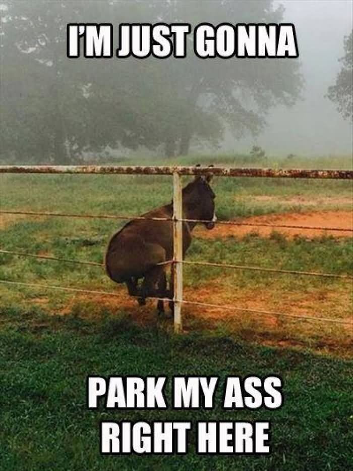 I-Am-Just-Gonna-Park-Ass-Right-Funny-Donkey-Meme-Picture.jpg