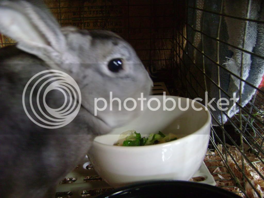 BunniesMore033.jpg