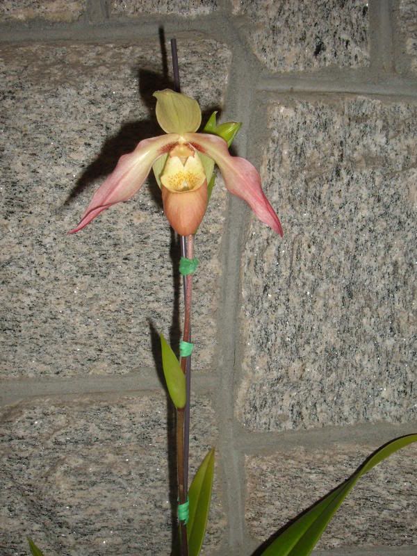 Orchids08001-3.jpg