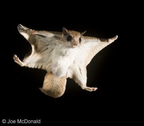 Southern-Flying-Squirrel-Photo-Credit-Joe-McDonald.jpg