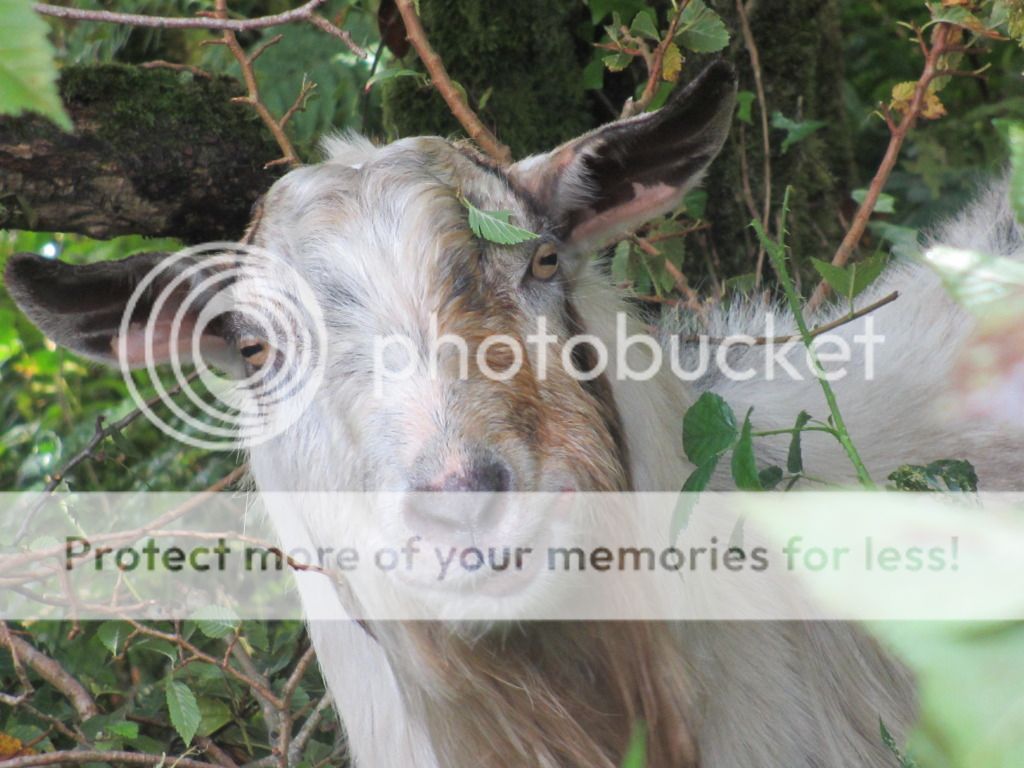 arboristGOAT028.jpg