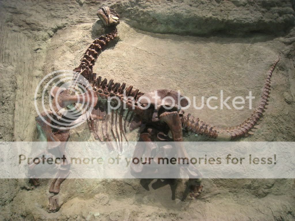 Camarasaurus_lentus_-_IMG_0666.jpg