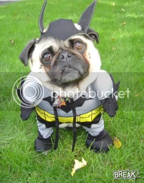 BatDog.jpg