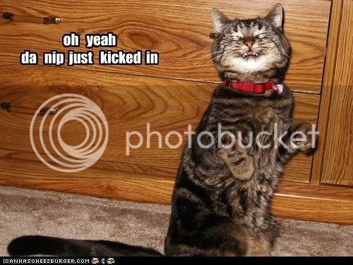 funny-cat-pictures-lolcats-oh-yeah.jpg