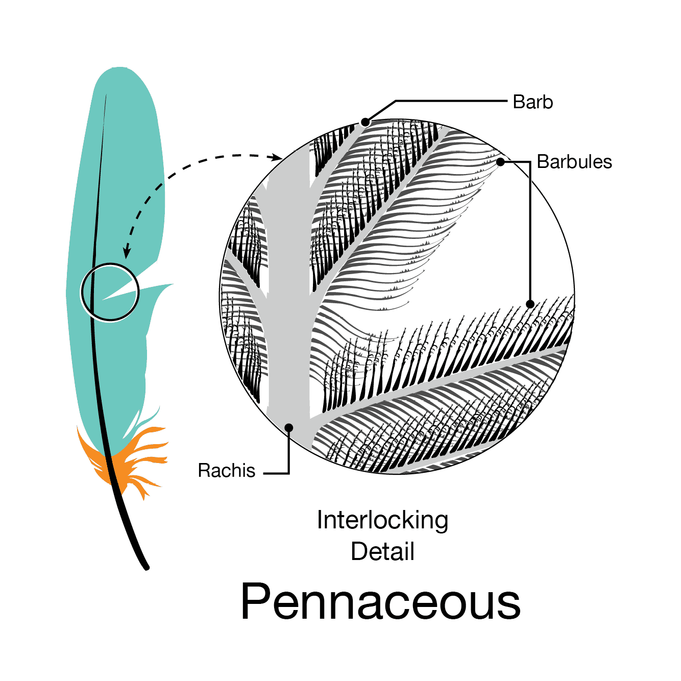 Bird_Biology-pennaceous_feather_structure.png