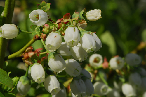 blueberry%20flower%20adaptation.jpg