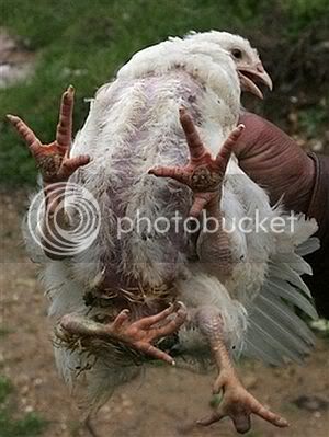 weird-animal-chicken_49.jpg