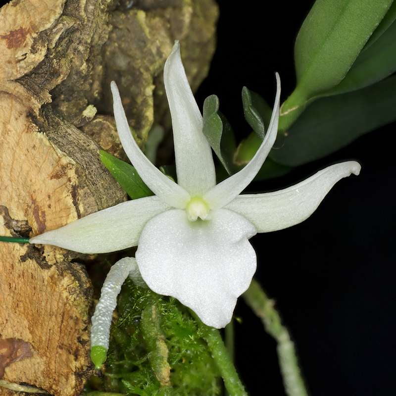 Angraecum%20didieri%2003.jpg