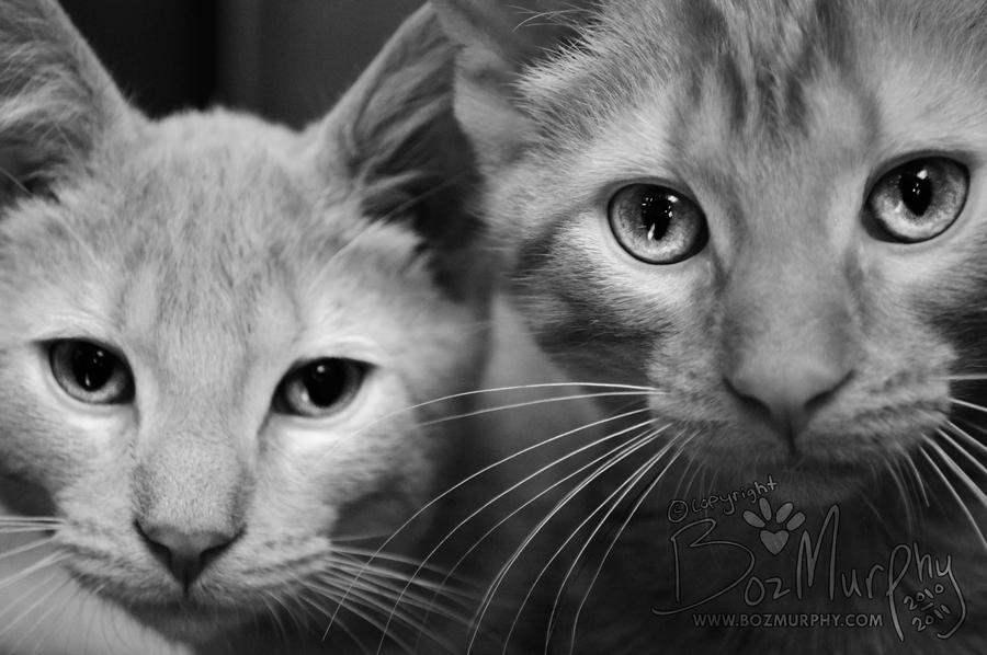 Shelter_Kittens_by_BozMurphy.jpg