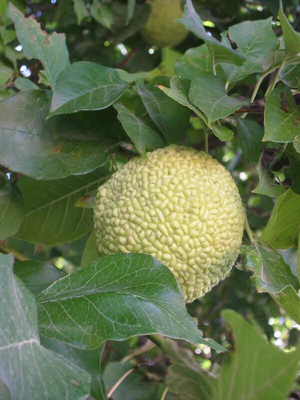 Maclura_pomifera2.jpg