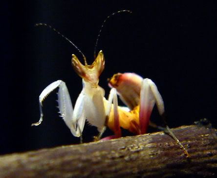 OrchidMantis-2.jpg