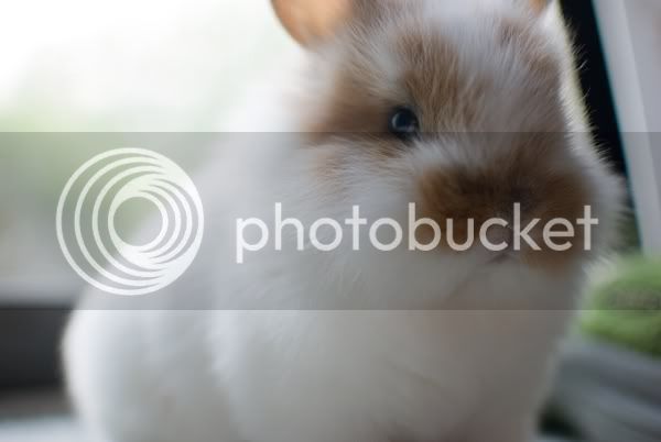 Bunny7.jpg