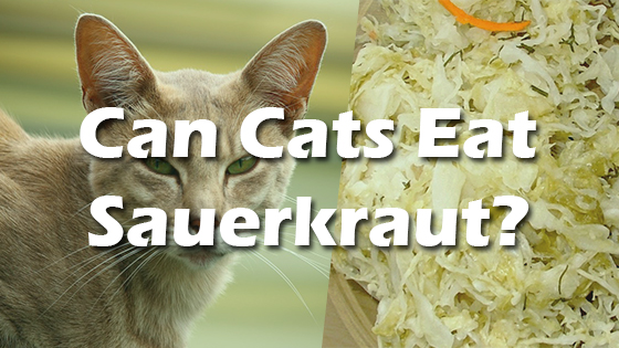 Can-Cats-Eat-Sauerkraut.jpg