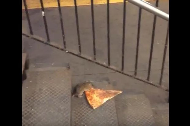 Pizza-Rat-attempts-to-carry-off-slice-in-New-York.jpg