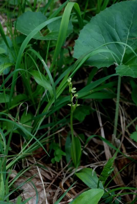 Ophrysinsectifera1aNiederhauserTal2.jpg