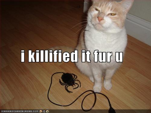 funny-pictures-cat-killed-a-spider-for-you1.jpg