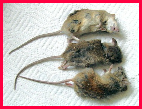 mice1.jpg