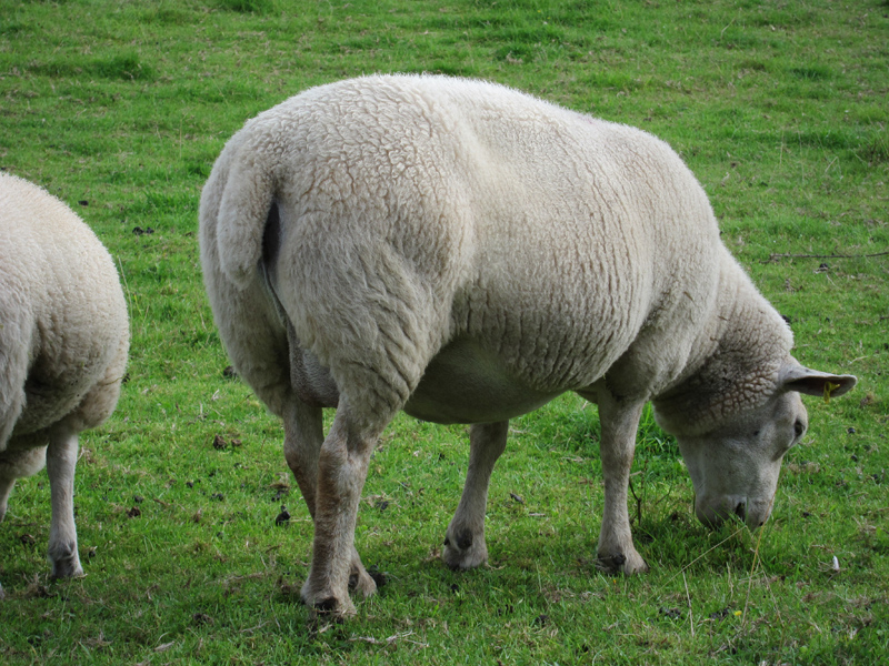 Sheep-Grazing.jpg