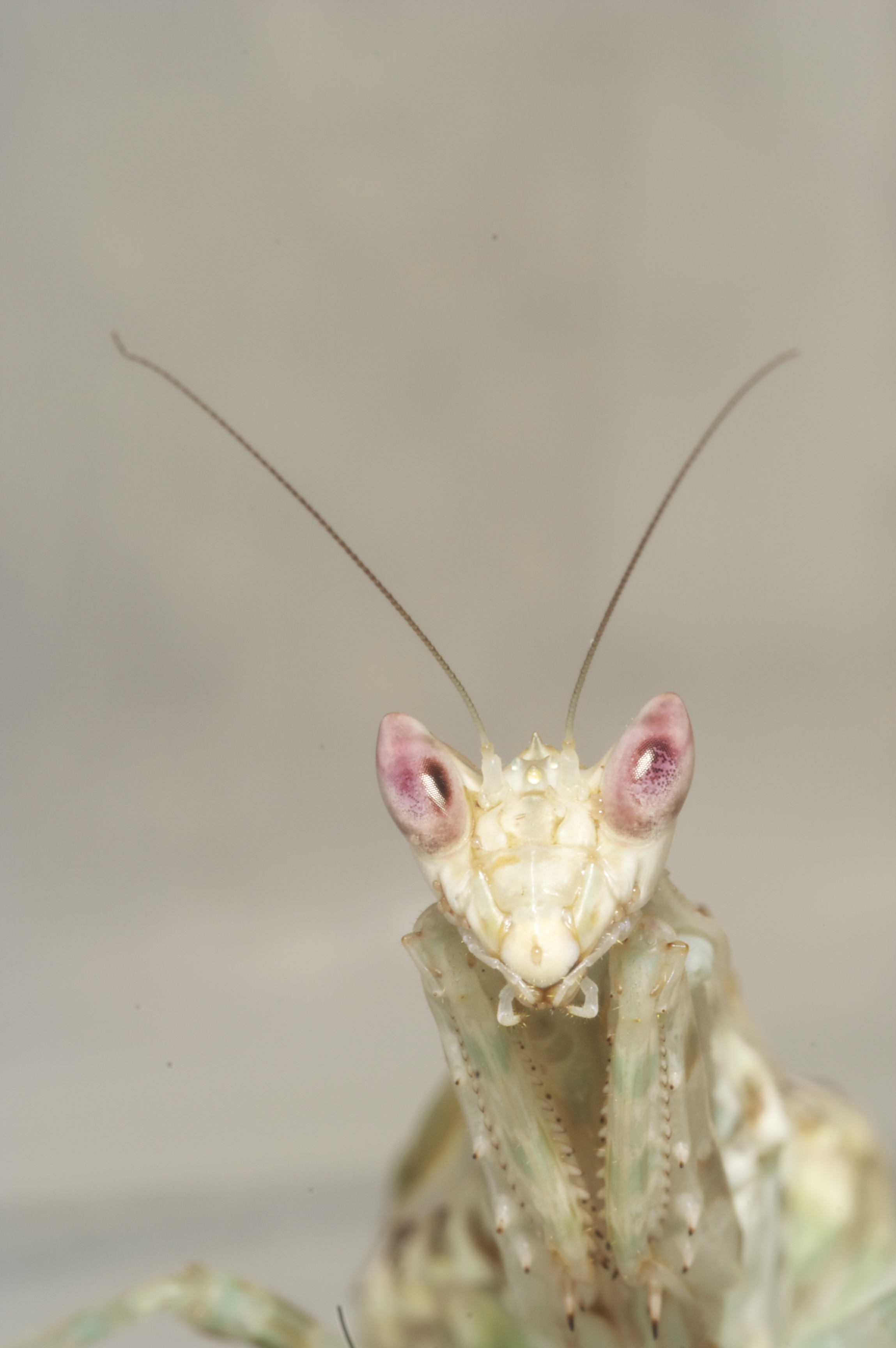 Flower_Mantis_by_ColdTouch.jpg