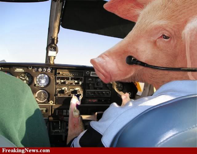 When-Pigs-Fly-16147.jpg