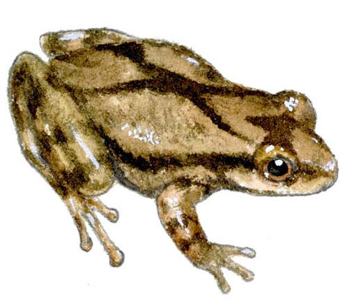 SpringPeeper%20frog.jpg