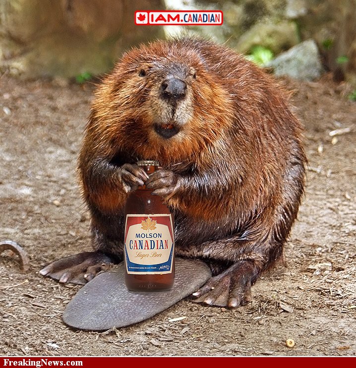 Canadian-Beaver-68138.jpg