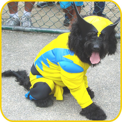 pet_cosplay_wolverine1.jpg