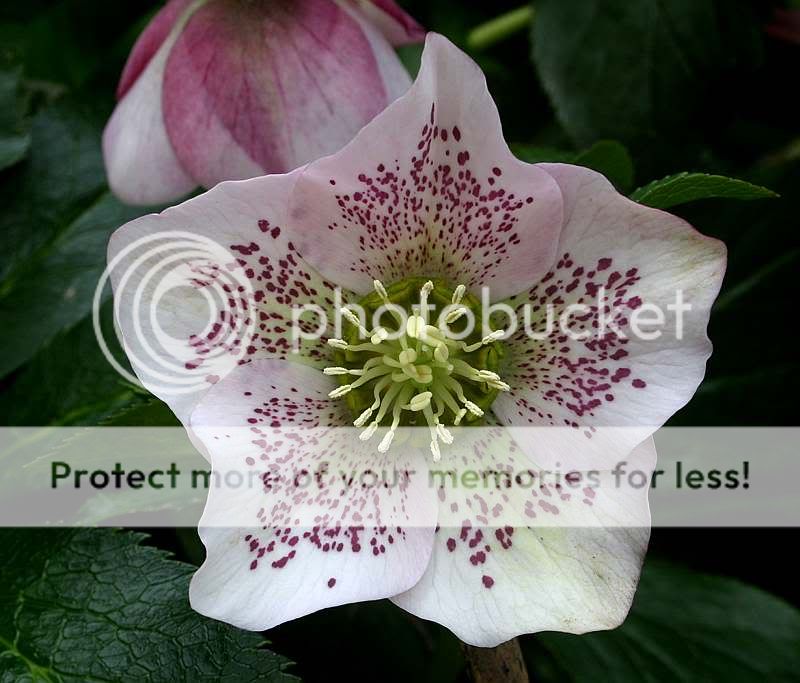 Hellebore.jpg