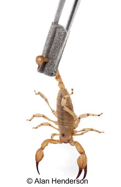 Scorpionhandling.jpg