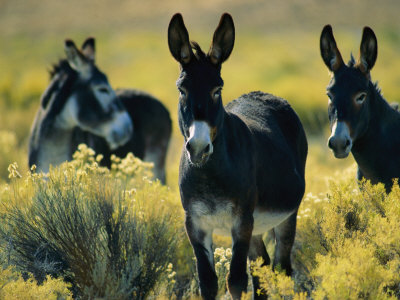 sartore-joel-wild-burros-in-sagebrush.jpg