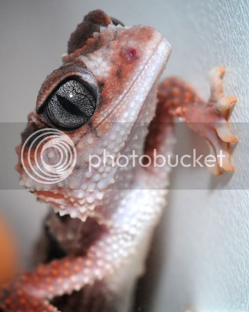 geckos011.jpg