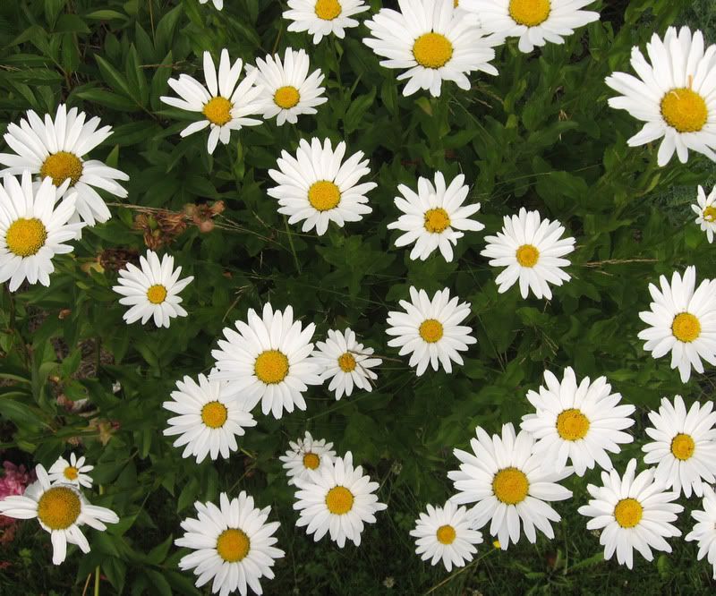 Daisies.jpg