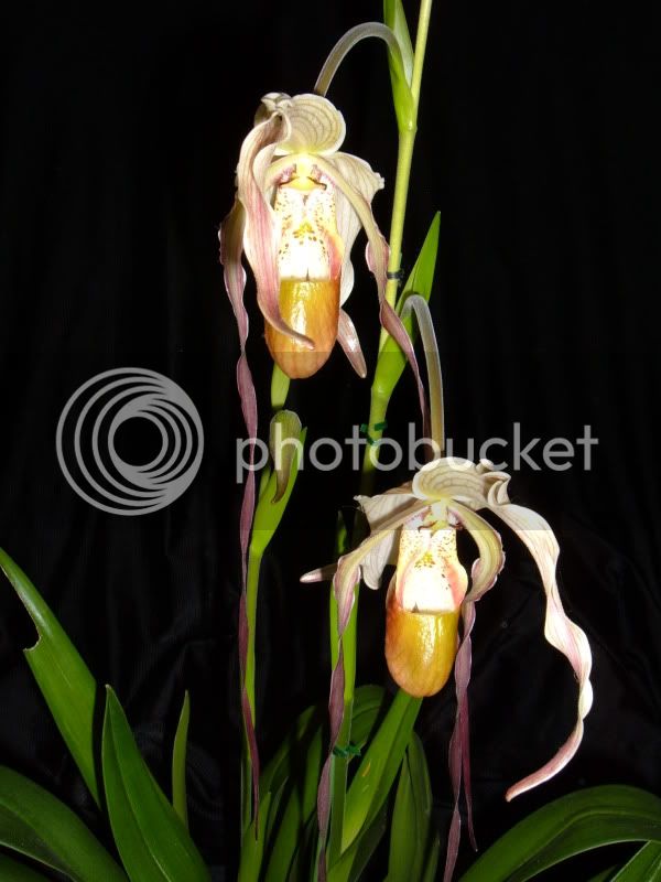 orchidpictures2008055.jpg