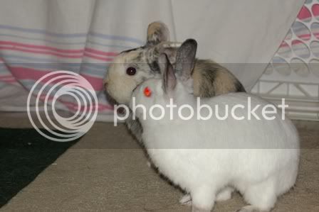 bunnies2.jpg