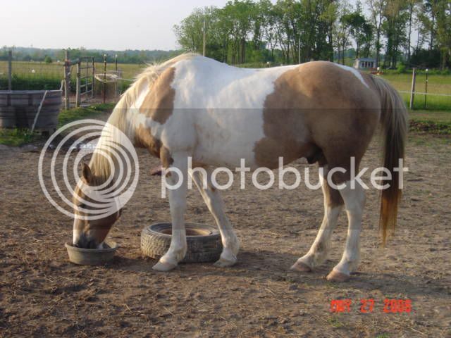 Foals002-1.jpg
